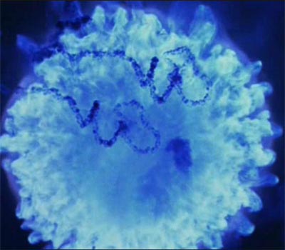 Vätebombsexplosion (Från dokumentären Trinity and beyond)